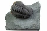 Long Curled Flexicalymene Trilobite - Mt Orab, Ohio #375286-1